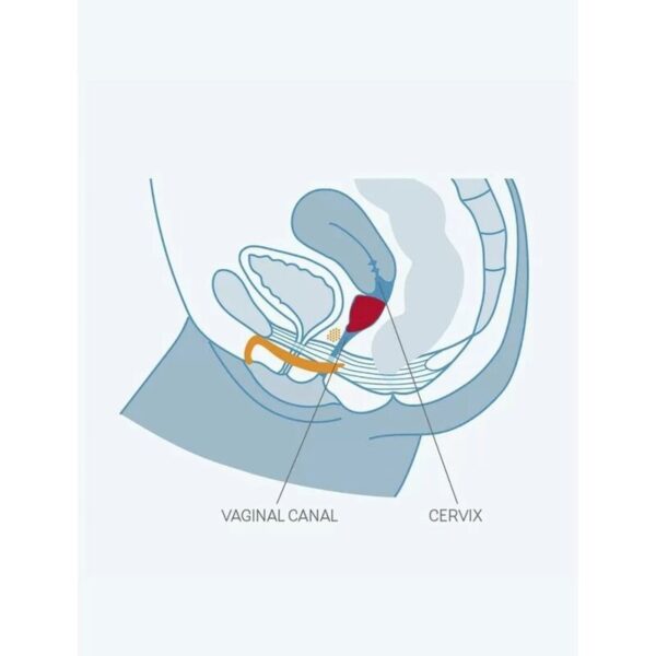 FUN FACTORY - FUN CUP TALLA B UVA - Imagen 5